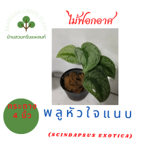 ต้นพลูหัวใจแนบ (Scindapsus Exotica) หัวใจแนบ  แนบอุรา  ไม้ฟอกอากาศ  ไม้เลื้อย