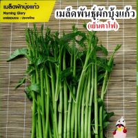 เมล็ดพันธุ์ผักบุ้งแก้วเย็นตาโฟ 1000-1500 เมล็ด