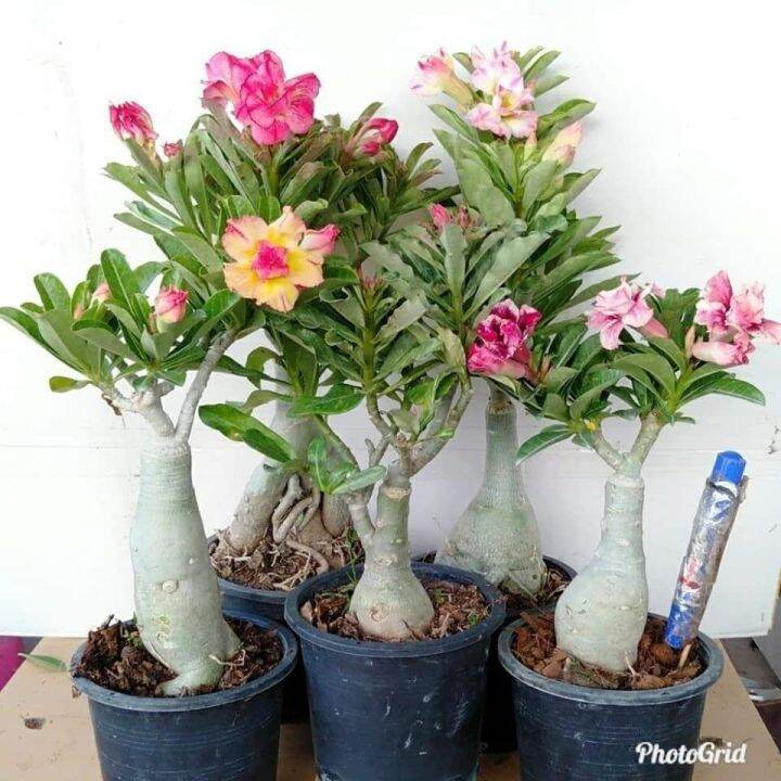 12-เมล็ด-เมล็ดพันธุ์-ชวนชม-สายพันธุ์ฮอลแลนด์-คละสี-adenium-seeds-กุหลาบทะเลทราย-desert-rose-ราชินีบอนไซ-อัตรางอก-80-90-มีคู่มือปลูก