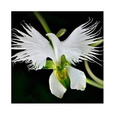 20 เมล็ดกล้วยไม้ Japanese Radiata Seeds White Egret Orchid Seeds กล้วยไม้นกกระยางขาว อัตราการงอก 80-85%