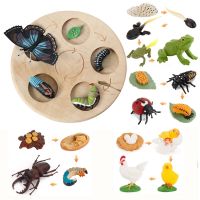 【CC】✣  Animals Growth Cycle ButterflyLadybugbee Figurine Plastic Figures Educational Kids
