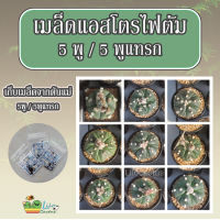 เมล็ดแอสโตร 5 พู/5พูแทรก Astrophytum 5 Rips / Astrophytum Fukuryu 5 Rips ซองละ 25 เมล็ด