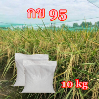 พันธุ์ข้าว กข95 ดกเจ้าพระยา ชุดทดลองปลูก 10 กิโลกรัม