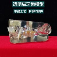 Transparent cat skull bone model simulation tooth mold dog dog veterinary pet store decorations