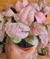 ออมชมพู (Pink Syngonium) หรือ เงินไหลมาสีชมพู  ไม้งามมงคลสุดคิ้วท์ช่วยเรียกทรัพย์ ปรับอากาศให้สะอาดบริสุทธิ์ได้