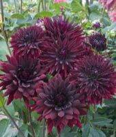 1 หัว/ออเดอร์ รักเร่ Dahlia Bulb สายพันธุ์ Black touch หัวรักเร่ ดอกไม้ หัวหน่อ เหง้า นำเข้า เนเธอร์แลน หัวสด