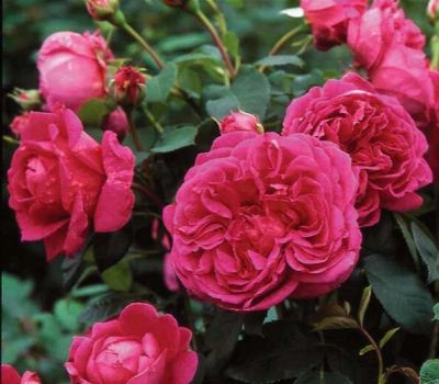 30 เมล็ด เมล็ดพันธุ์ Rosa Lady of Megginch สายพันธุ์อังกฤษ ดอกกุหลาบ นำเข้าจากอังกฤษ ดอกใหญ่ พร้อมคู่มือปลูก English Rose seed