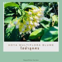 โฮย่าลูกศร Hoya multiflora Blume