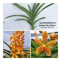 ( Promotion+++) คุ้มที่สุด แขนงกล้วยไม้ม็อคคาร่าอ้อมใหญ่ 10 ต้น สีส้ม (Mokara Om Yai Orange Plant) ราคาดี พรรณ ไม้ น้ำ พรรณ ไม้ ทุก ชนิด พรรณ ไม้ น้ำ สวยงาม พรรณ ไม้ มงคล