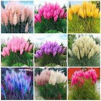 100 เมล็ดหญ้า หญ้าภูเขา หญ้าแพมพัส Pampas grass แปมปัส นำเข้าจาก USA อัตราการงอกสูง 80-85%