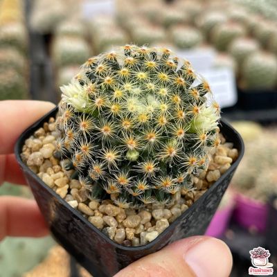 ( PRO+++ ) โปรแน่น.. ขนนกเหลือง Mammillaria Schiedeana เพชร แคคตัส ไม้อวบน้ำ cactus&amp;succulent ราคาสุดคุ้ม พรรณ ไม้ น้ำ พรรณ ไม้ ทุก ชนิด พรรณ ไม้ น้ำ สวยงาม พรรณ ไม้ มงคล