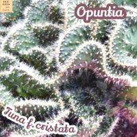 [โอพันเทีย ทูน่าคริส] Opuntia Tuna f.cristata แคคตัส ต้นไม้ ไม้หนาม ไม้ทนแล้ง กุหลาบหิน ไม้อวบน้ำ พืชอวบน้ำ succulent cactus กระบองเพชร ของขวัญ