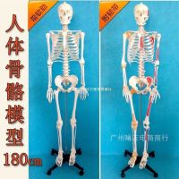 85 cm170cm bonesetting art human body skeleton model teaching body spinal model can remove the white