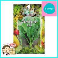 เมล็ดพันธุ์ผักคะน้าใบ กรีน การ์เด้นKALE SEED GREEN GARDEN **บริการเก็บเงินปลายทาง**