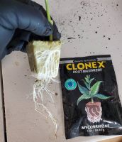 เจลเร่งราก Clonex rooting hormone gel ขนาด 15 ml ของแท้ 100% USA เจล ระเบิดราก ฮอร์โมนเร่งราก น้ำยา ยา เร่งราก เร่งโต ผงเร่งราก ปุ๋ย แคคตัส บอนไซ สมุนไพร 420