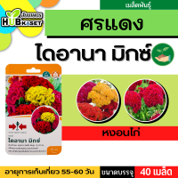 ศรแดง ?? หงอนไก่ ไดอานา มิกซ์ ขนาดบรรจุประมาณ 40 เมล็ด อายุเก็บเกี่ยว 55-60 วัน