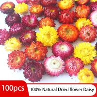 【cw】 100pcs Dried Dry Chrysanthemum Heads Candle Wedding All Kinds of Crafts ！