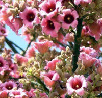 Brachychiton Discolor 5 Seeds - Lacebark Kurrajong Tree