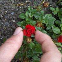 30 เมล็ด เมล็ดพันธุ์ Seeds  กุหลาบหนู สีแดง Rose Seeds ดอกเล็ก ดอกหอม จิ๋ว นำเข้าจากต่างประเทศ พร้อมคู่มือ เมล็ดสด ใหม่