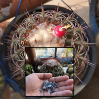 Beepees Cactus เมล็ดเมโลแคคตัส Melocactus กระบองเพชร Cactus seeds