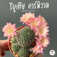 รีบูเทีย คาร์นิวาล Rebutia Carnival แคคตัส กระบองเพชร cactus&amp;succulent