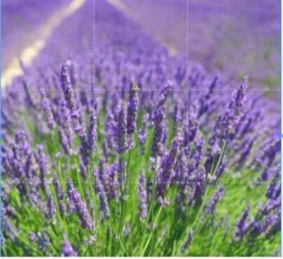 เมล็ดพันธุ์ ลาเวนเดอร์ Lavendula angustifolia lavender 100 เมล็ด เมล็ดพันธุ์นำเข้าจากอังกฤษ