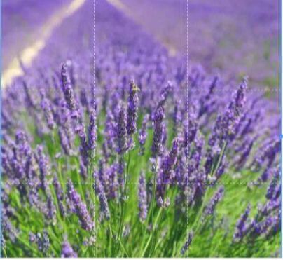เมล็ดพันธุ์-ลาเวนเดอร์-lavendula-angustifolia-lavender-100-เมล็ด-เมล็ดพันธุ์นำเข้าจากอังกฤษ