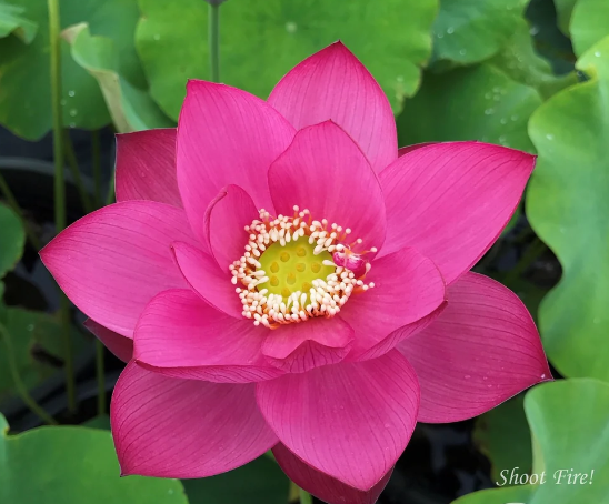 5-เมล็ด-บัวนอก-บัวนำเข้า-บัวสายพันธุ์-shoot-fire-lotus-สีชมพู-สวยงาม-ปลูกในสภาพอากาศประเทศไทยได้-ขยายพันธุ์ง่าย-เมล็ดสด