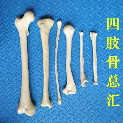 1 human body skeleton model scattered humerus ulna radial femoral tibial fibular scapula bone