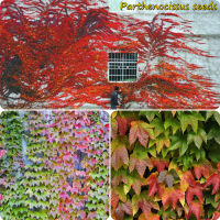 ปลูกง่าย ปลูกได้ทั่วไทย ของแท้ 100% 100Pcs Mixcolor Parthenocissus Plants Seeds ไม้ดอกไม้ประดับ ต้นไม้เลื้ด้วยใบไม้หลากสีที่สวยงาม ของแต่งบ้านสวน เมล็ดบอนสี ต้นไม้มงคล บอนไซแคระ Plants Seeds for Home &amp; Garden