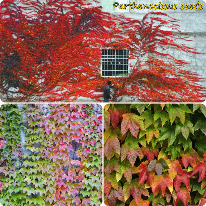 [Fast Germination] Ready Stock 100Pcs Mixed Parthenocissus Seed Boston