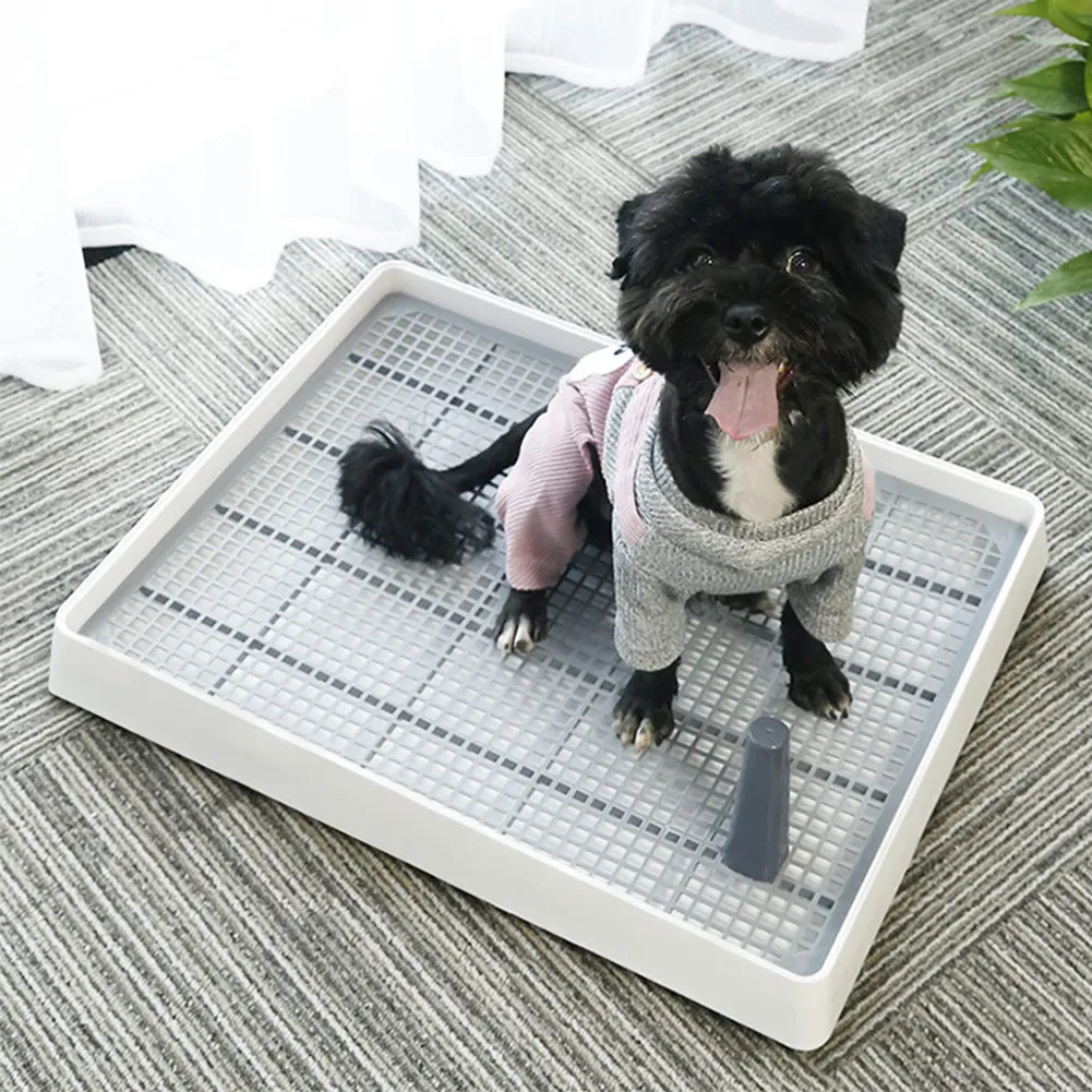 Can A Dog Be Trained To Use A Litter Box