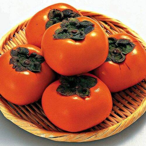 50 seeds (not live plants) Japanese Persimmon Fruit Tree Seeds