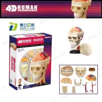 4 d MASTER structure of human body anatomy model educational toys gift skin skull respiratory reproduction