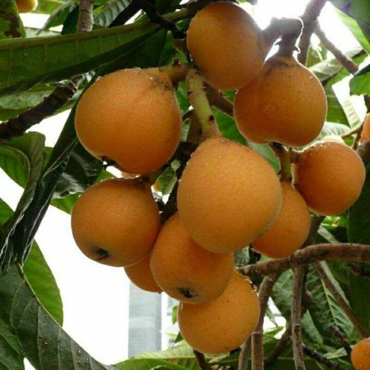 Loquat seedlings grafted big five-star saplings seedless fruit trees ...