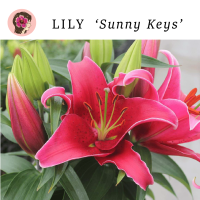 หัวลิลลี่พันธุ์เตี่ย sunny keys หัวนำเข้าจากฮอลแลนด์