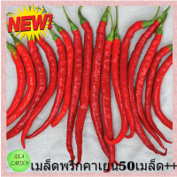 เมล็ดพันธุ์ พริกคาเยนผลยาวสีแดง - Long Red Cayenne Pepper ผักนอก พริก เผ็ด ซี๊ด