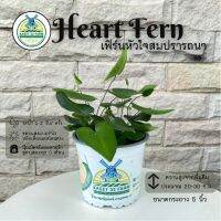 ( PRO+++ ) โปรแน่น.. เฟิร์นหัวใจสมปรารถนา (Hemionitis arifolia) Heart Fern เฟิร์นใบหัวใจ เฟิร์นหัวใจ กระถางสีขาว 5 นิ้ว(รวมค่าส่งแล้วค่ะ) ราคาสุดคุ้ม พรรณ ไม้ น้ำ พรรณ ไม้ ทุก ชนิด พรรณ ไม้ น้ำ สวยงาม พรรณ ไม้ มงคล