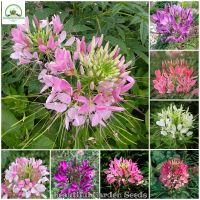 สไปเดอร์ฟลาวเวอร์ Cleome Spinosa Seeds ต้นดอกไม้สวยๆ เมล็ดบอนสี เมล็ดดอกไม้ พันธุ์ดอกไม้ ต้นไม้ประดับ ต้นไม้ฟอกอากาศ เมล็ดพันธุ์ ดอกไม้จริง แต่งสวน เมล็ดพันธุ์แท้ 100% ปลูกง่าย ปลูกได้ทั่วไทย บรรจุ 200 เมล็ด - Color Mixing - Flower Seeds for Planting