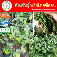 ต้นพริกไทย พริกไทยซีลอน กิ่งตอนในถุงชำ  รับประกันสายพันธุ์แท้ โตไว ผลดก