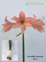 หัวว่านสี่ทิศ amaryllis ดอกสีส้ม สีโอรส ปลูกง่าย ออกดอกบ่อย