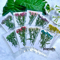 【พร้อมส่ง】ดอกอลิสซัม ดอกอลิสซัมทับ (Alyssum) ดอกไม้ทับแห้ง ดอกไม้จริงทับแห้ง Pressed Flowers?