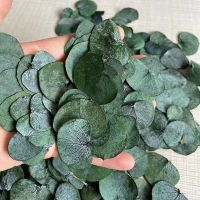 hotx【DT】 2 4CM/100PCS Real Dried Pressed Eucalyptus LeavesDecorative Foliage Dry Preserved for Resin JewelleryCandle