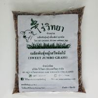 เมล็ดพันธุ์หญ้าสวีทจัมโบ้ 1 กิโลกรัม ( Sweet Jumbo )