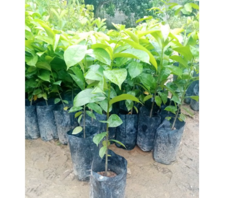 Malaysia Stock Anak Pokok Durian Belanda   Soursop 