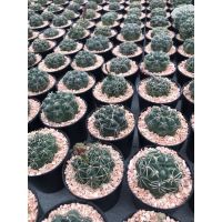 ( Pro+++ )++ ยิมโนบัลเดียนัม Gymnocalycium Baldianum ราคาดี ต้นไม้ ฟอก อากาศ กระถาง ต้นไม้ ไม้ ประดับ ต้นไม้ ปลูก ใน บ้าน