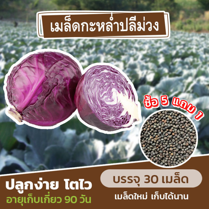 เมล็ดพันธุ์กะหล่ำปลีม่วง-แบ่งขาย-30-เมล็ด-ซื้อ-5-แถม-1-คละชนิดได้