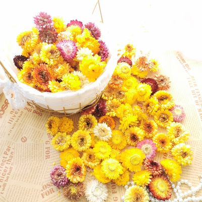 [AYIQ Flower Shop] 50ชิ้นของตกแต่งเดซี่ฟางแห้งดอกทานตะวันธรรมชาติของตกแต่งแบบ DIY ของตกแต่งบ้านงานแต่งงานงานเลี้ยงแต่งงานของตกแต่ง