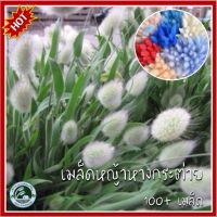 100 เมล็ด หญ้าหางกระต่าย Bunny Tail Grass / Bunny Tail / Hare Tail Grass เมล็ดหญ้าหางกระต่าย เมล็ดหญ้า