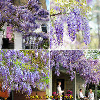 เมล็ด คุณภาพดี ราคาถูก เมล็ดพันธุ์แท้ 100% 20pcs Multicolor Wisteria Sinensis Seeds เมล็ดดอกไม้ ต้นไม้ประดับ ต้นไม้ฟอกอากาศ ดอกไม้ตกแต่ง ดอกไม้จริง ไม้ดอกไม้ประดับ แต่งบ้านและสวน บอนไซ พันธุ์ไม้ดอก เมล็ดดอกไม้ Plants Seeds for Home &amp; Garden